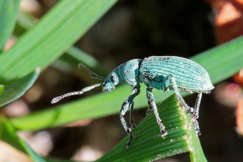 Réf. 261 342 : Phyllobius virideaeris